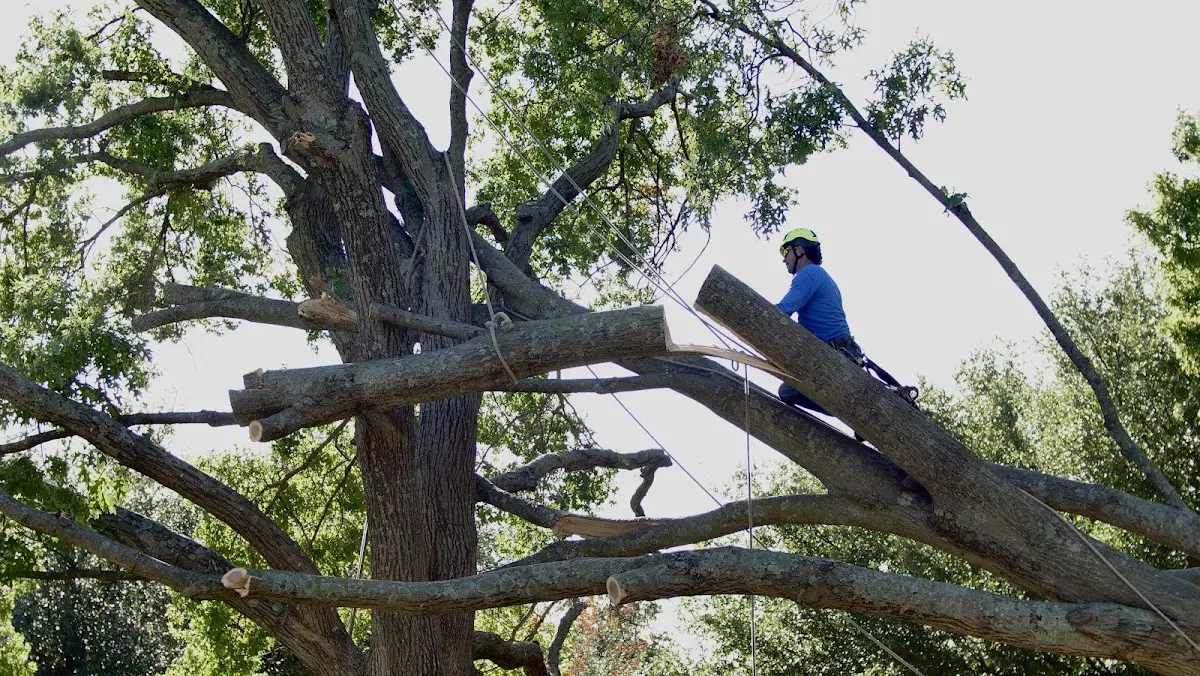Professional Crown Thinning performed by certified arborists in Armour